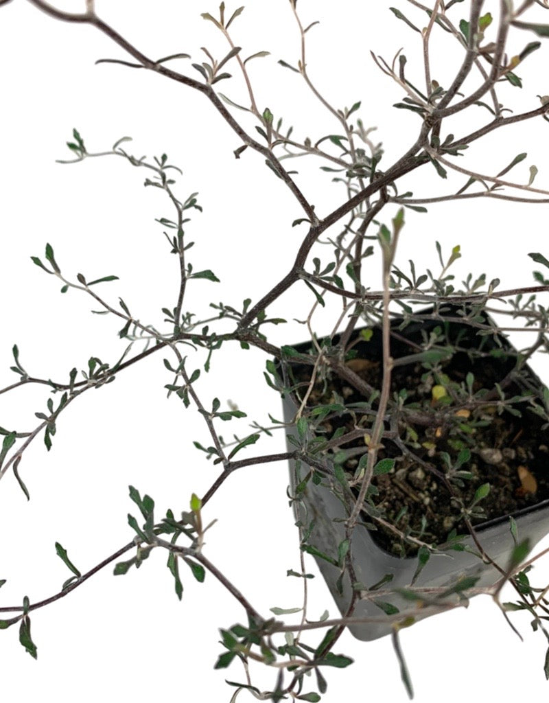 Corokia cotoneaster Quart