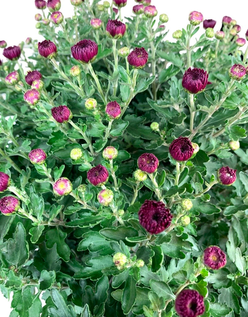 Chrysanthemum 'Cheryl Regal Purple'