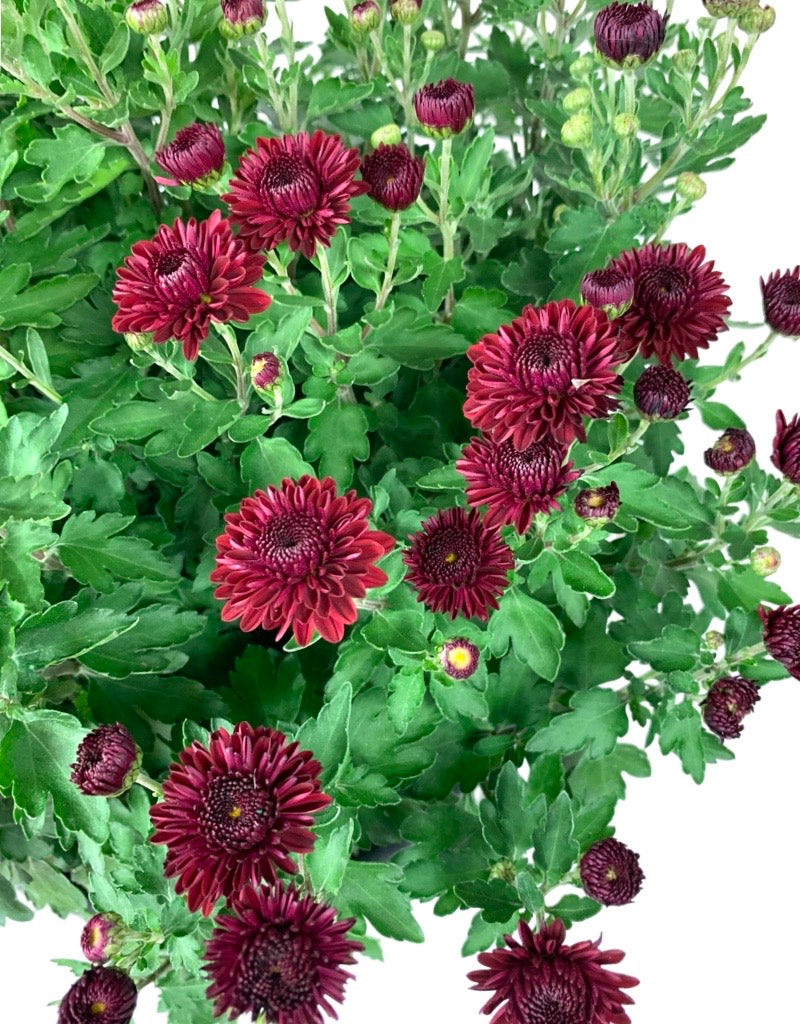 Chrysanthemum 'Cheryl Jolly Red'