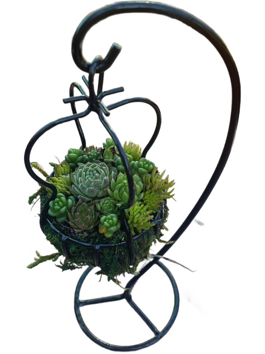 Arrange Our Smallest Hanging Basket Workshop - 2/2/25