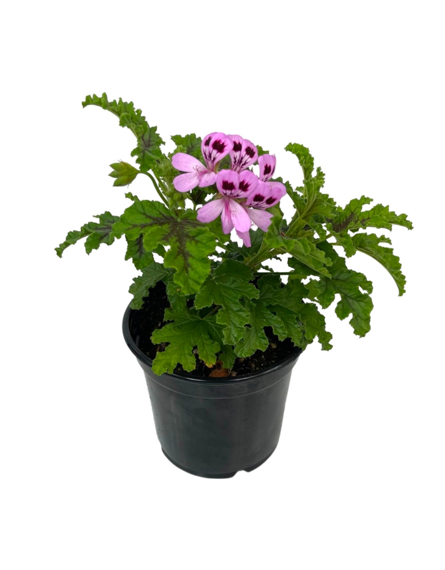 Pelargonium 'Quercifolium' 5 Inch