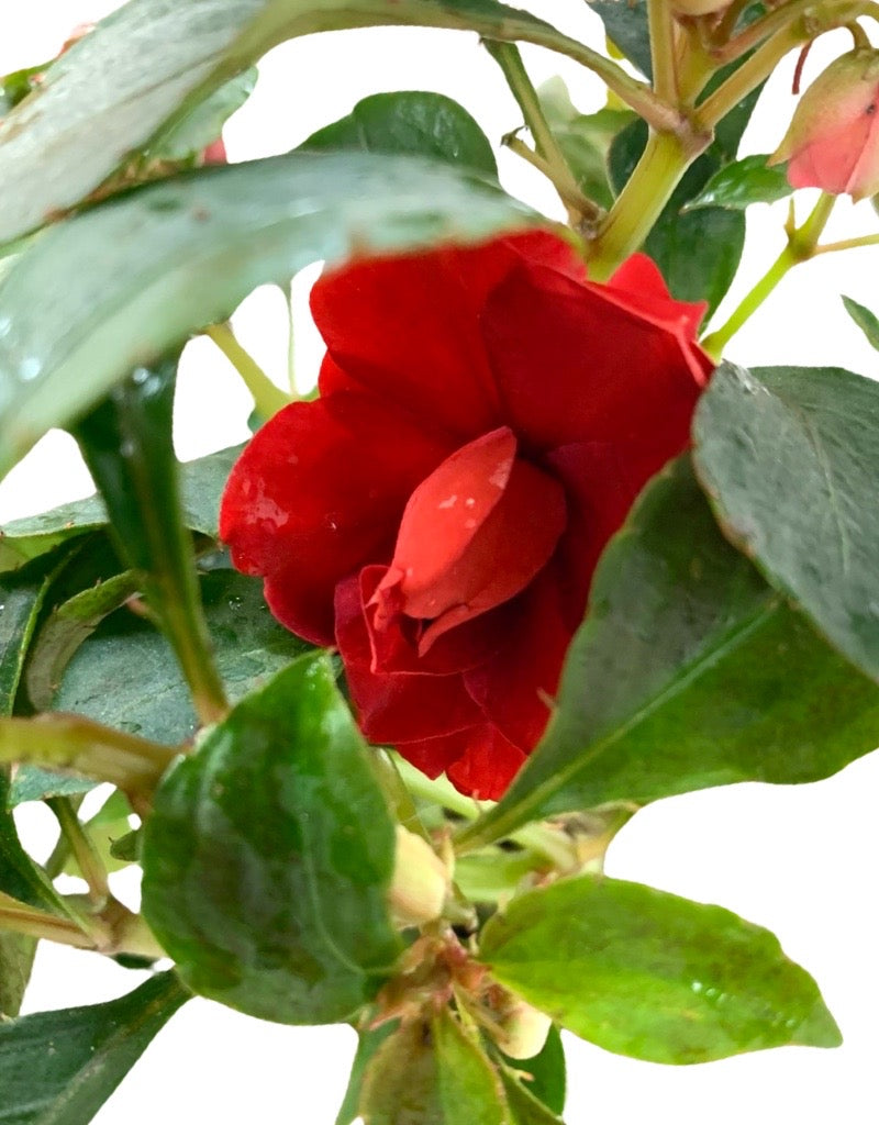 Impatiens 'Glimmer Dark Red' 4 Inch