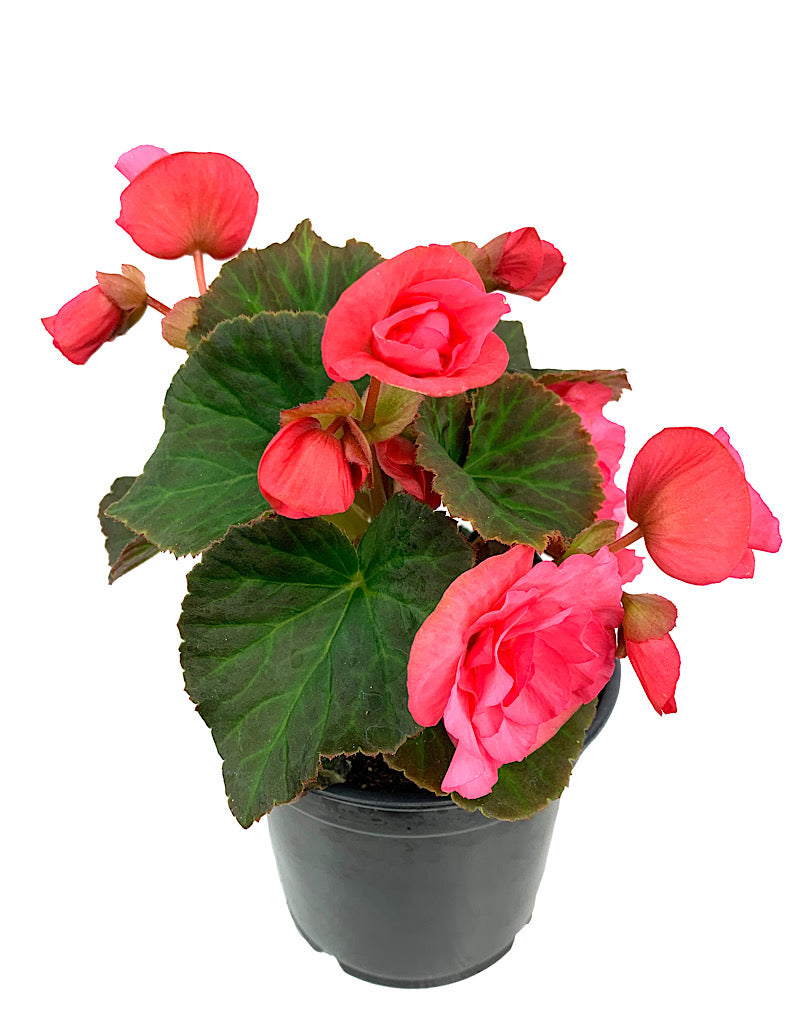 Solar Begonia