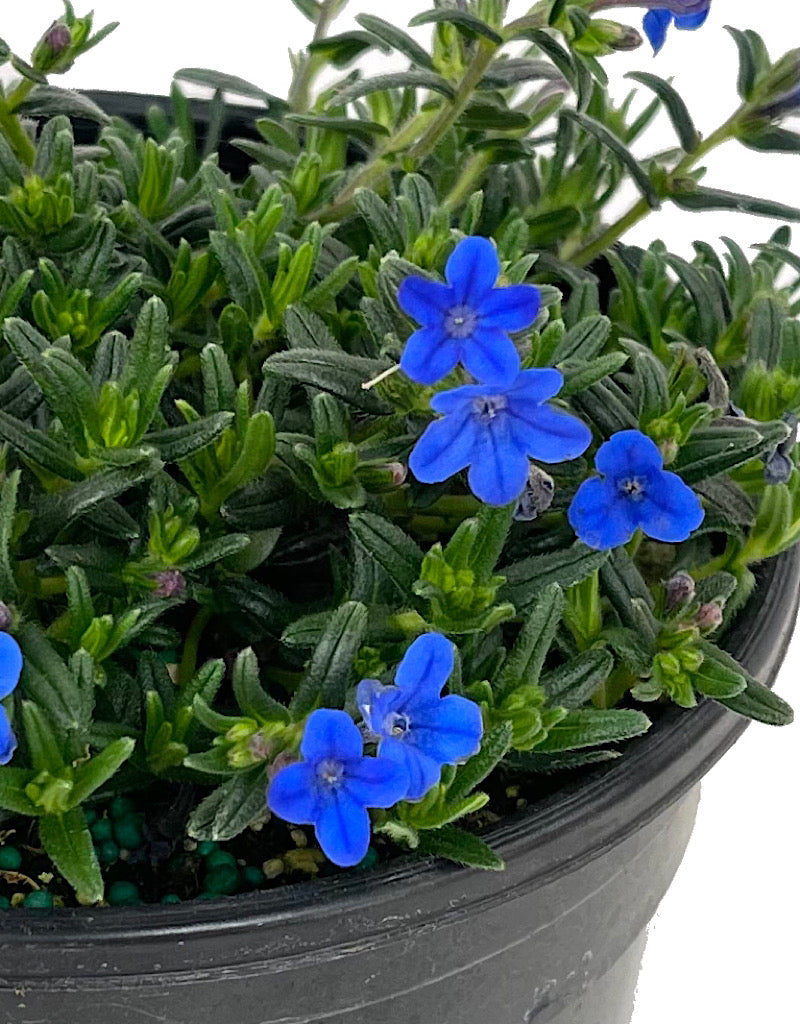 Lithodora diffusa 'Grace Ward' 1 Gallon