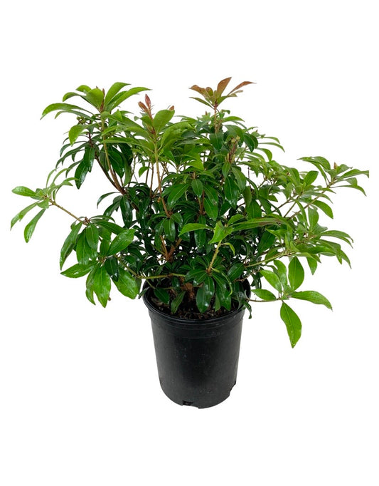 Pieris japonica 'Enchanted Forest Impish Elf  1 Gallon