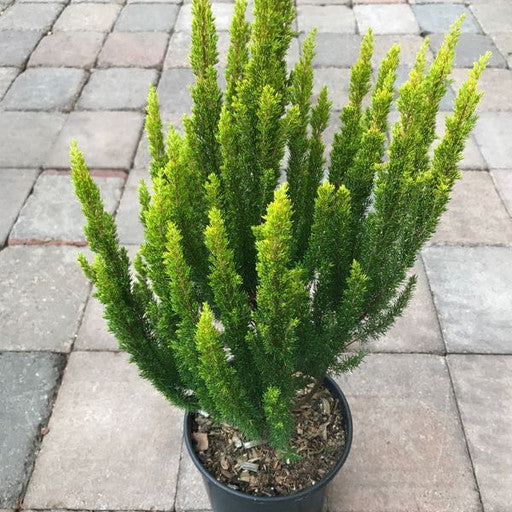 Erica arborea 'Golden Joy'- 1 gal