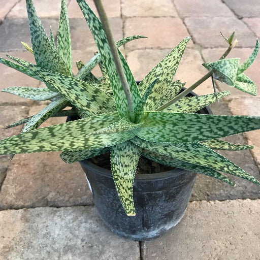 Aloe 'White Fox'- 6 inch