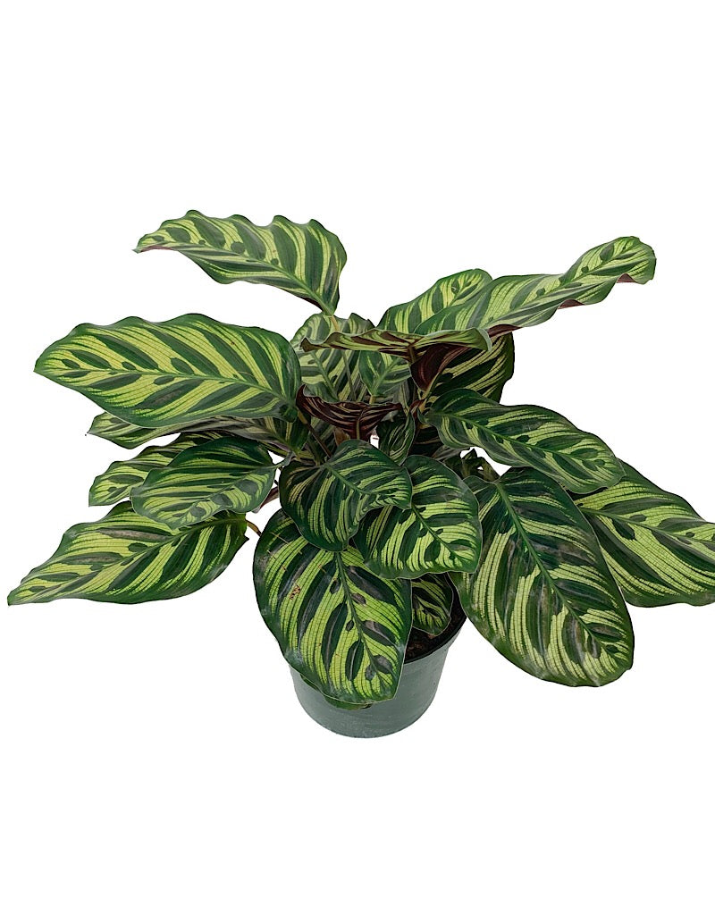 Calathea makoyana