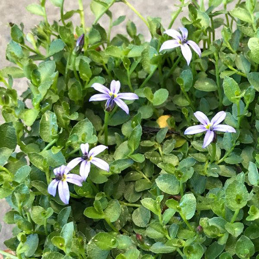 Pratia pedunculata 'County Park' 4 Inch