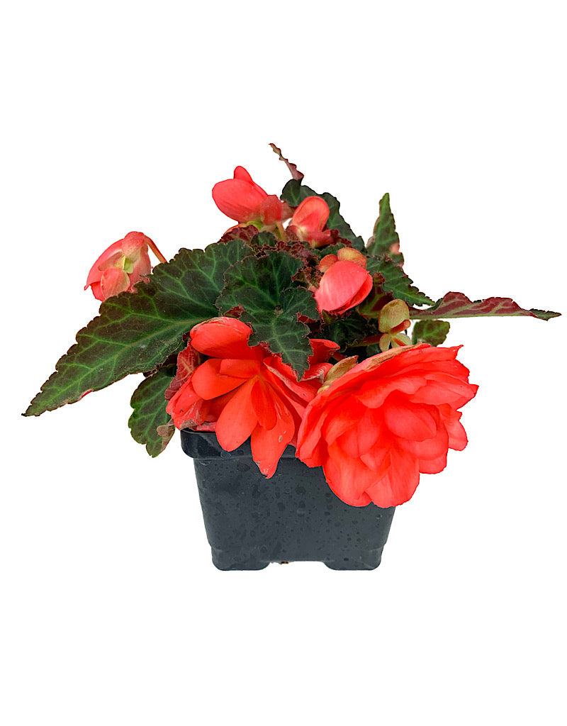 Begonia boliviensis 'Miss Malibu'  4 inch