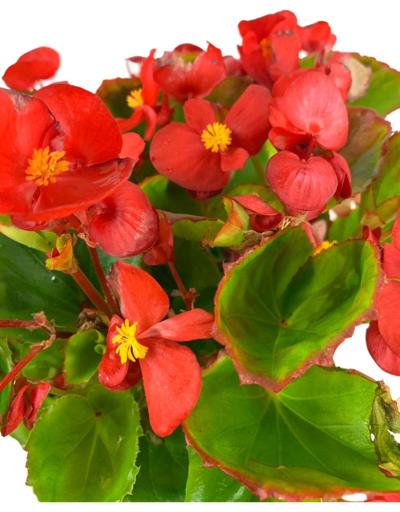 Begonia 'Ambassador Scarlet'  Jumbo Traypack