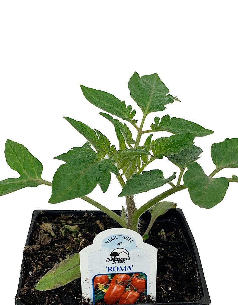 Tomato 'Roma' 4 Inch