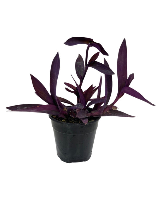 Setcreasea 'Purple Heart' 5 Inch