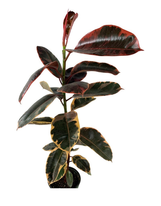 Ficus elastica 'Ruby' 6 Inch