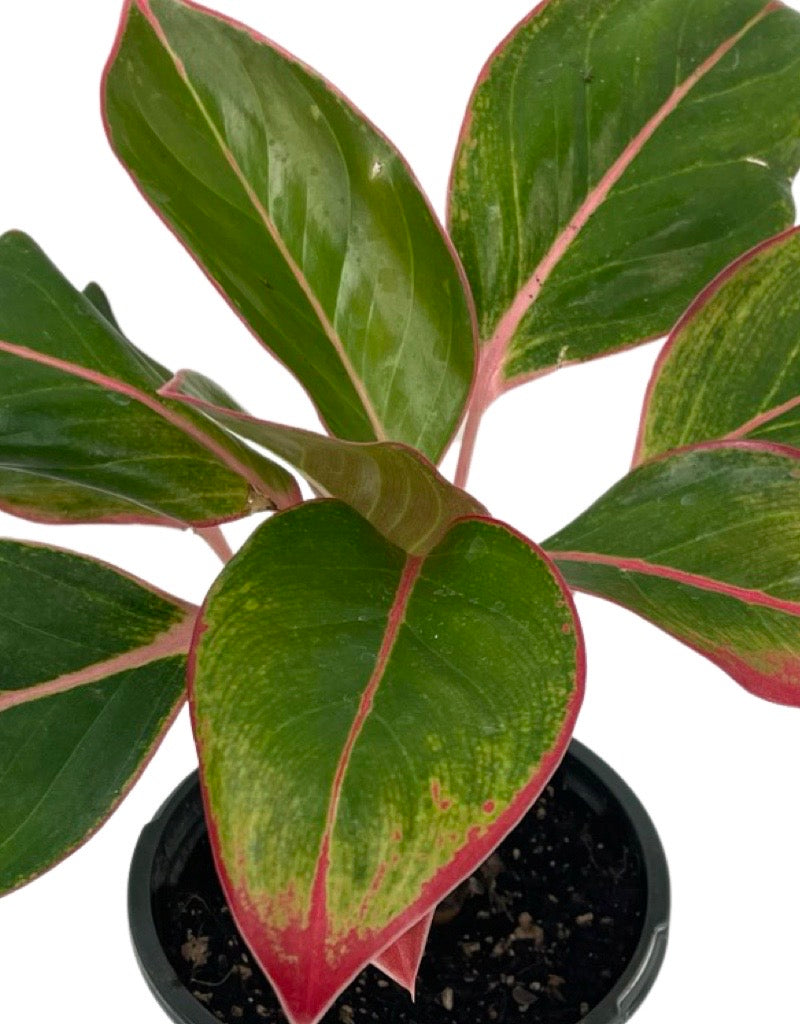 Aglaonema 'Sapphire Suzanne' Quart