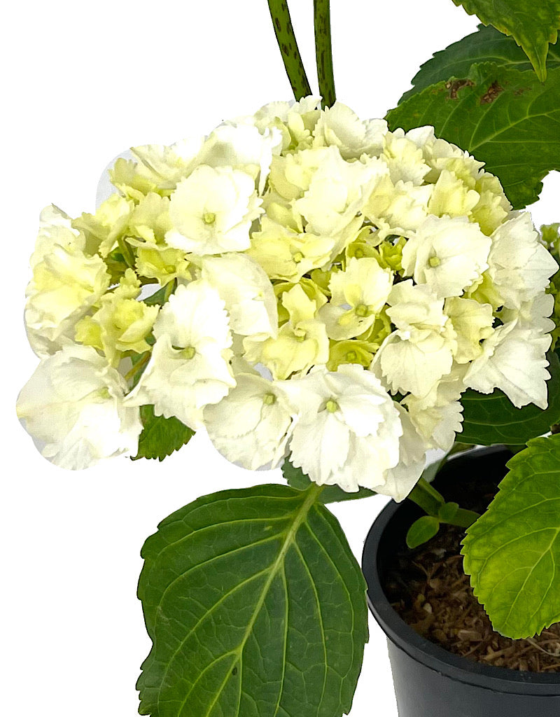 Hydrangea 'Saxon Alaska' 1 Gallon