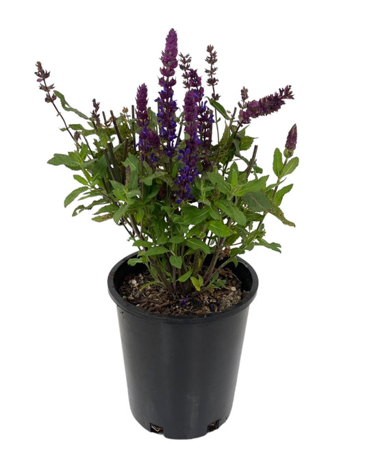 Salvia nemorosa 'Salvatore Blue' 1 Gallon