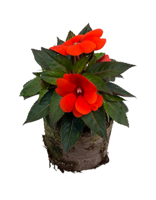 Sunpatiens  €˜Compact Orange  4 Inch