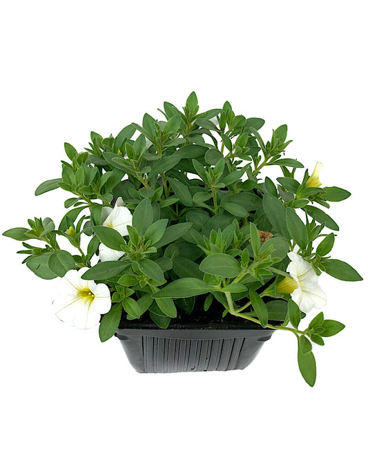 Calibrachoa 'Bright White'  4 inch