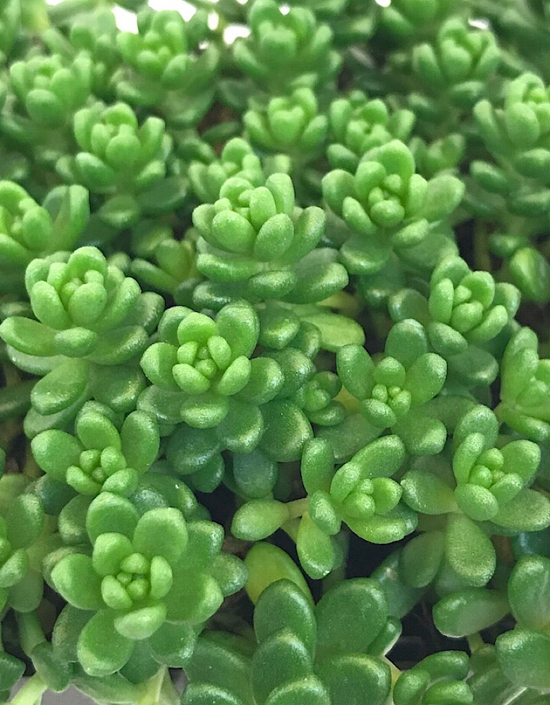 Sedum album 'Athoum' 4 Inch