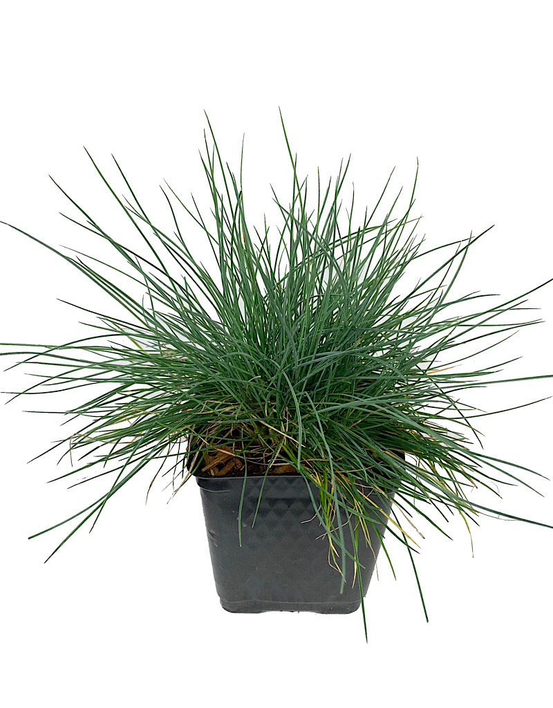 Festuca glauca 'Beyond Blue'