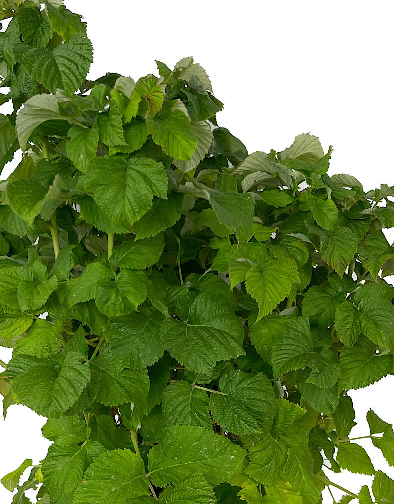 Rubus 'Raspberry Shortcake' 2 Gallon