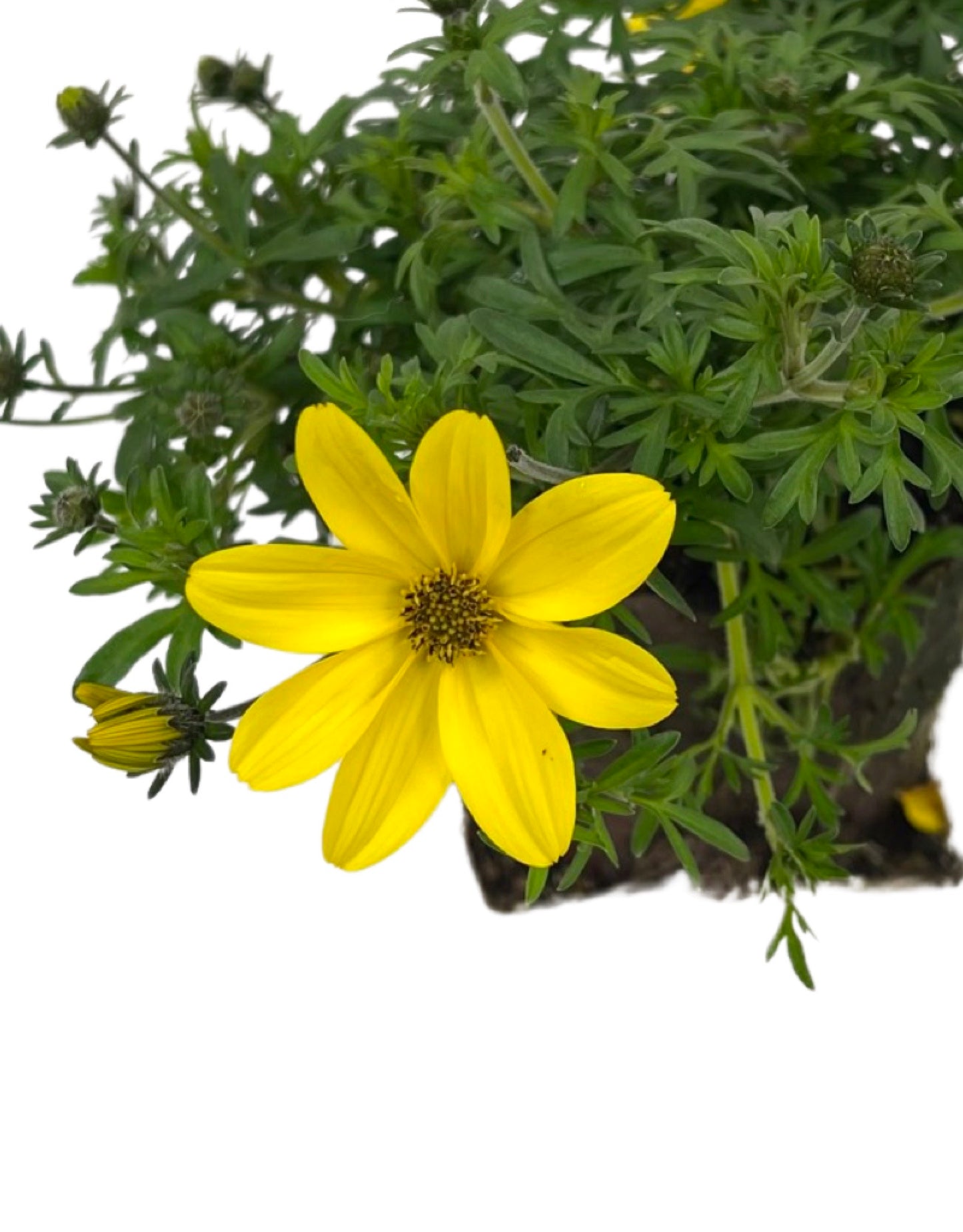 Bidens 'Bidy Gonzales Big' 4 Inch