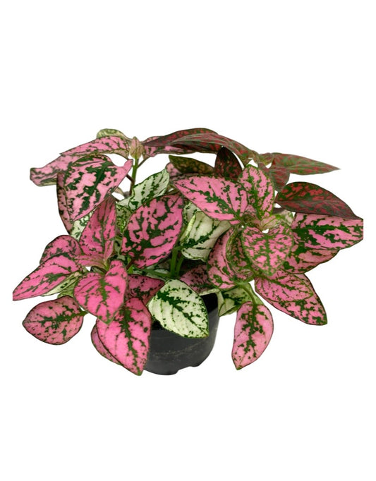 Hypoestes mixed 'Red/White/Pink' 2 Inch