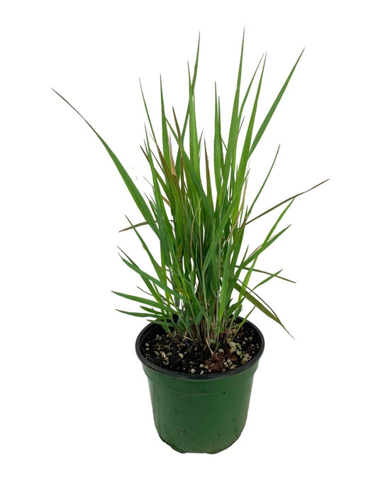 Schizachyrium scoparium 'Standing Ovation' 6 Inch