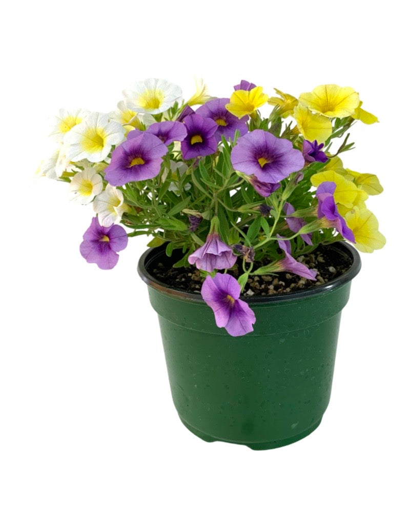 Calibrachoa Confetti Garden 'Aloha Kona Hawaiian Orchid' 6 Inch