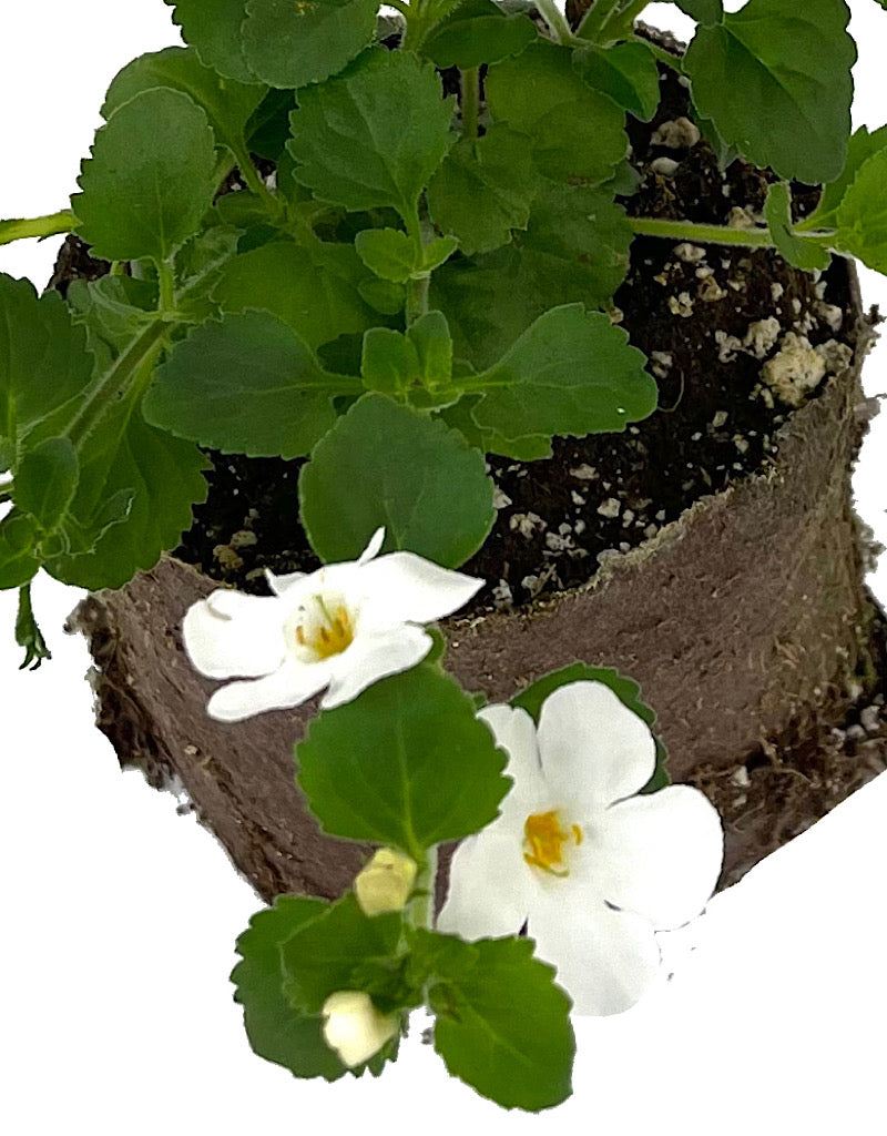 Bacopa  €˜MegaCopa White  4 Inch