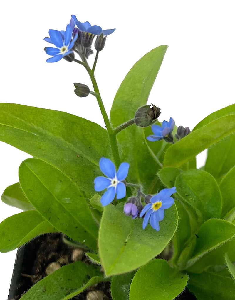 Myosotis sylvatica 'Victoria Blue Forget Me Not' 4 Inch