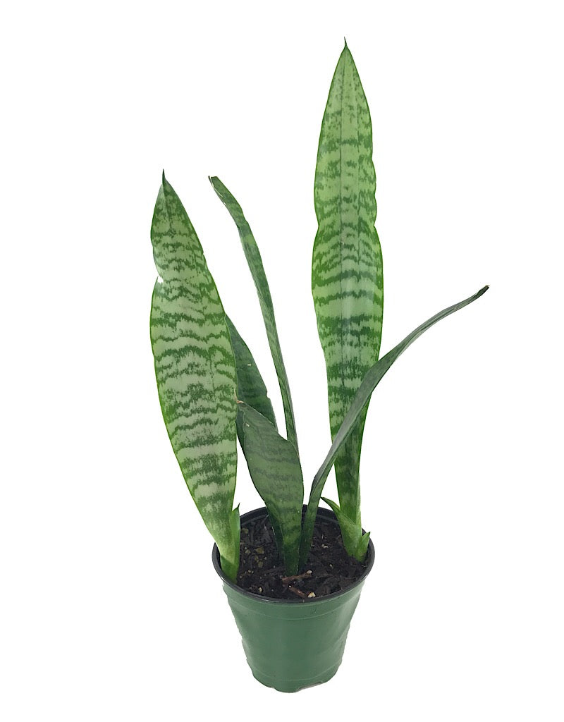 Sansevieria 'Black Coral'