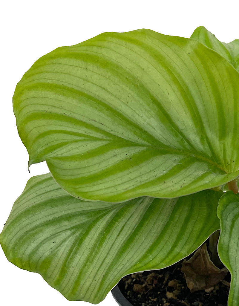 Calathea orbifolia Quart