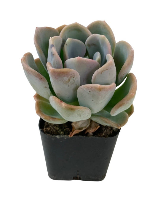 Echeveria elegans 'Rose'