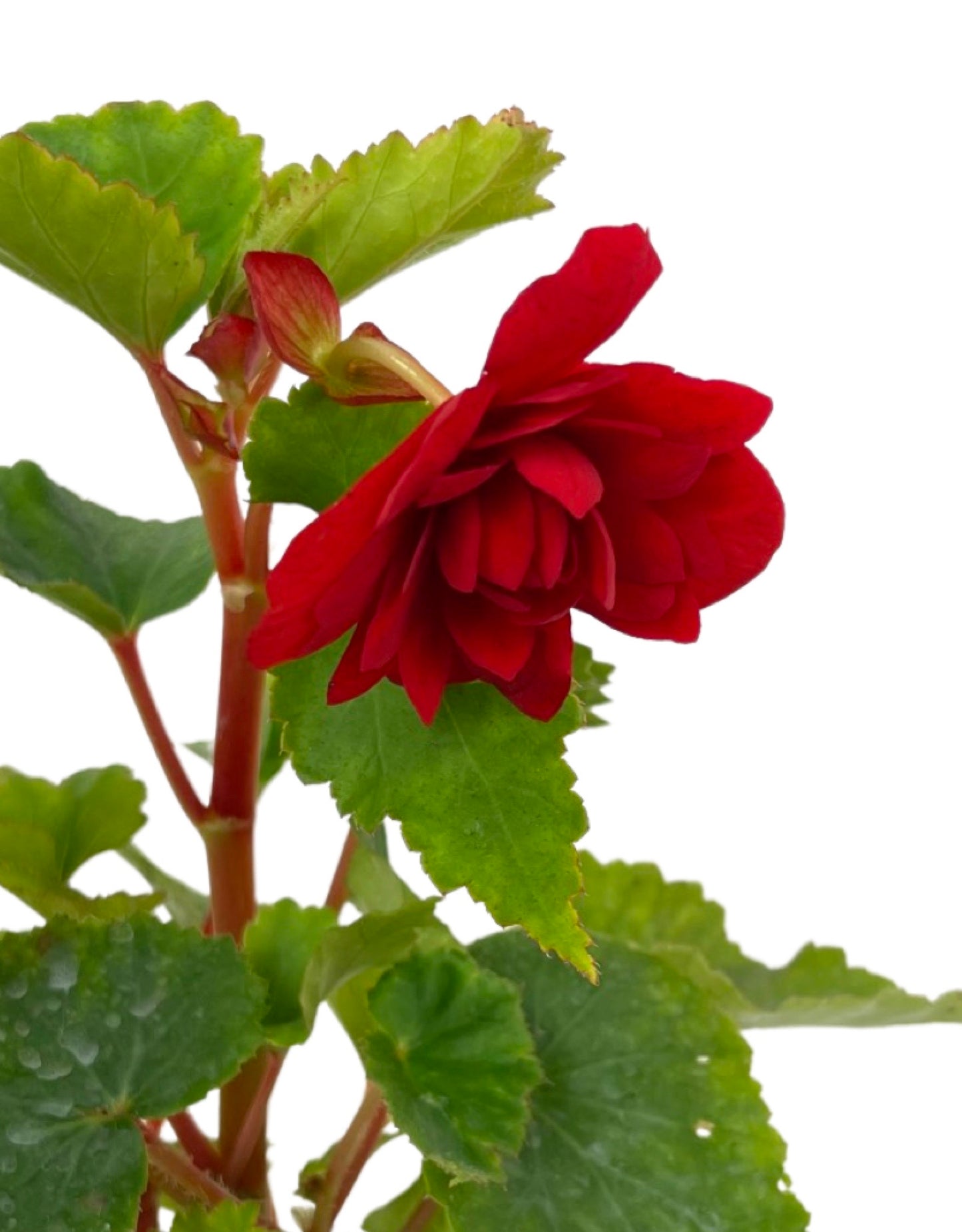 Begonia 'Illumination Scarlet' 4 Inch