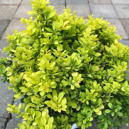 Berberis 'Tiny Gold' 1 gal