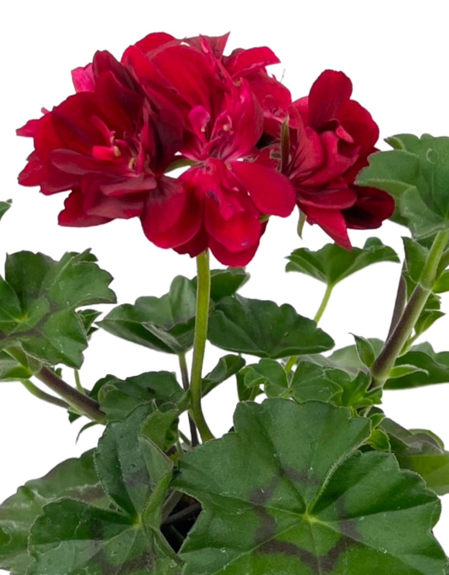 Ivy Geranium 'Ivy League Red' 4 Inch