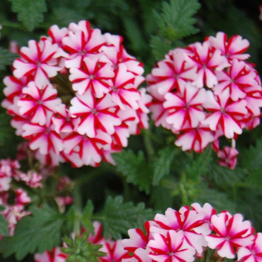 Verbena 'Candy Cane' 4 Inch