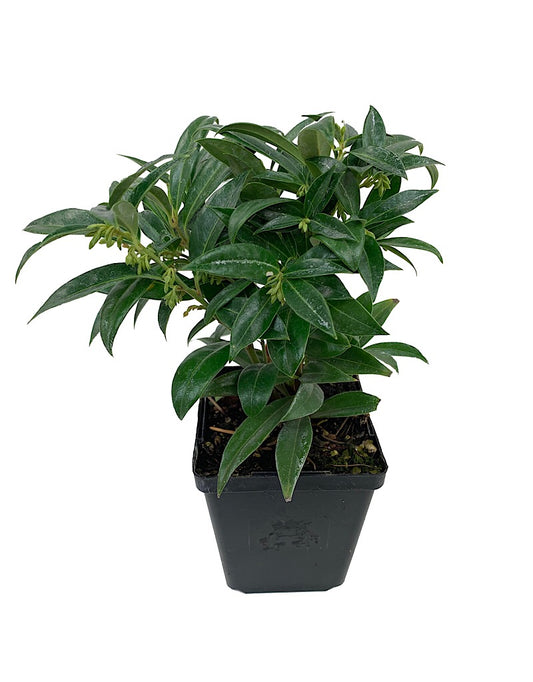 Sarcococca humilis  4 inch