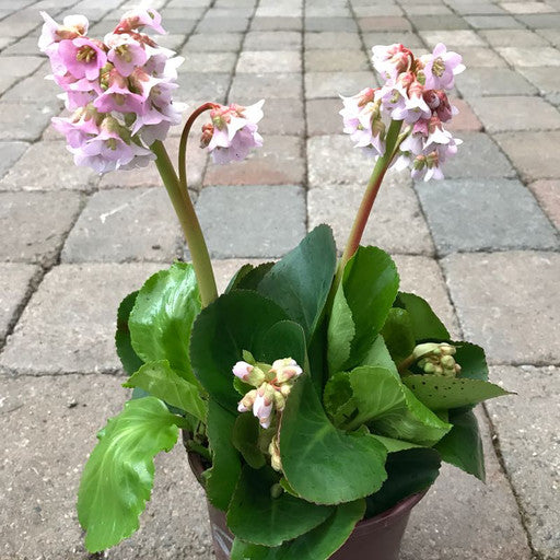 Bergenia 'Baby Doll'