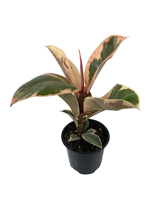 Ficus elastica 'Tineke'