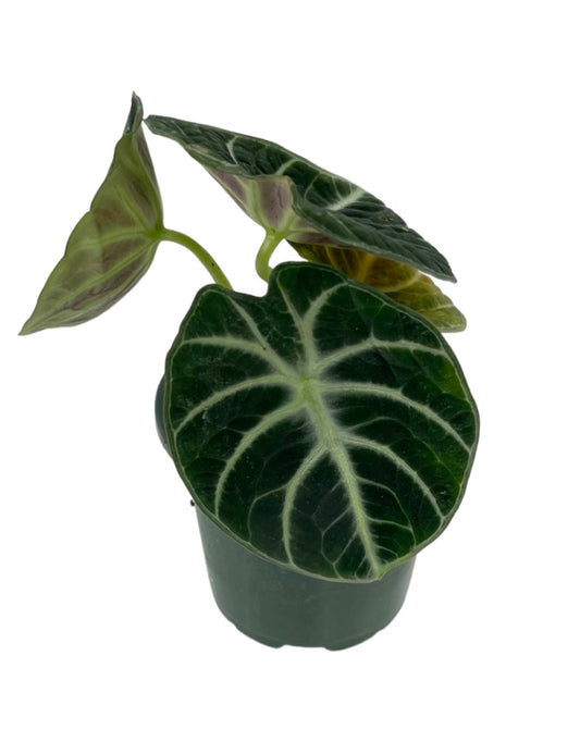 Alocasia 'Ninja' Quart