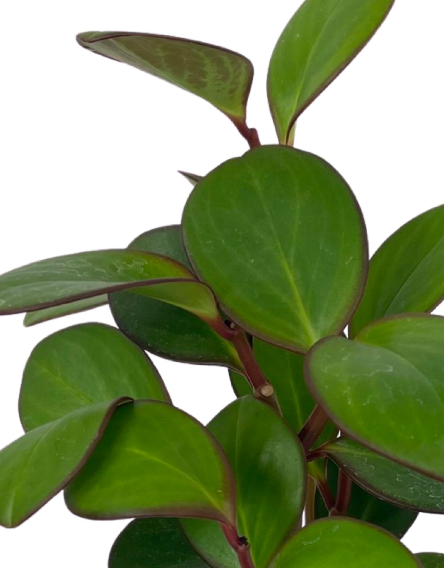 Peperomia 'Obtipan Emerald Isle' quart