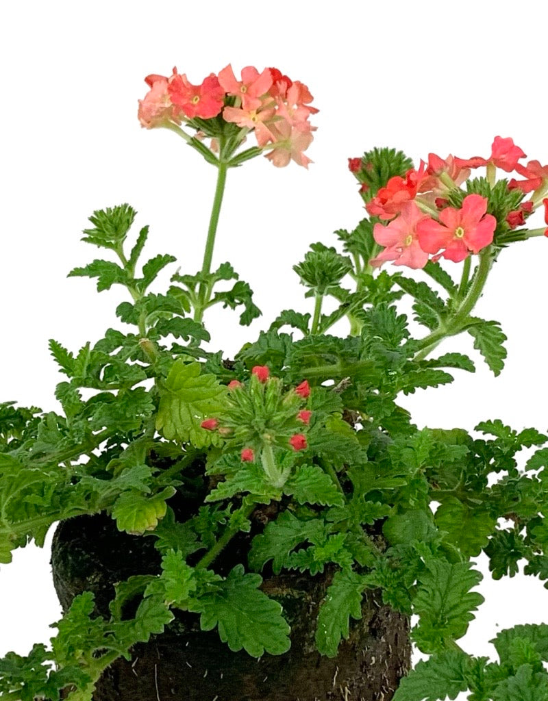 Verbena 'Lanai Peach'