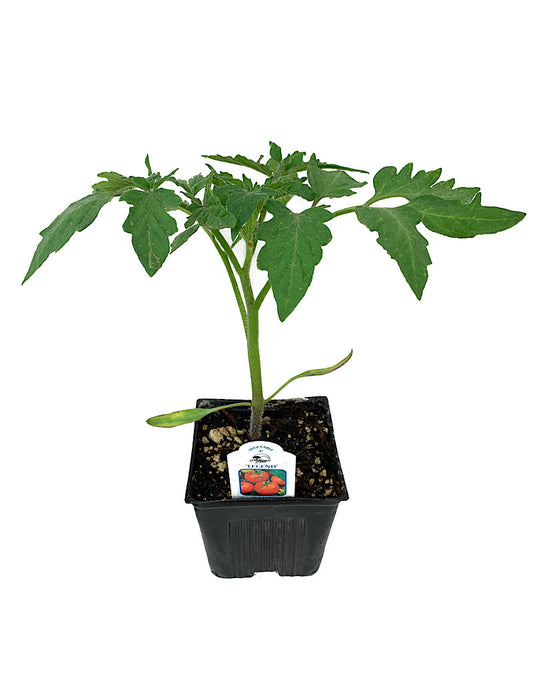 Tomato 'Legend' 4 Inch