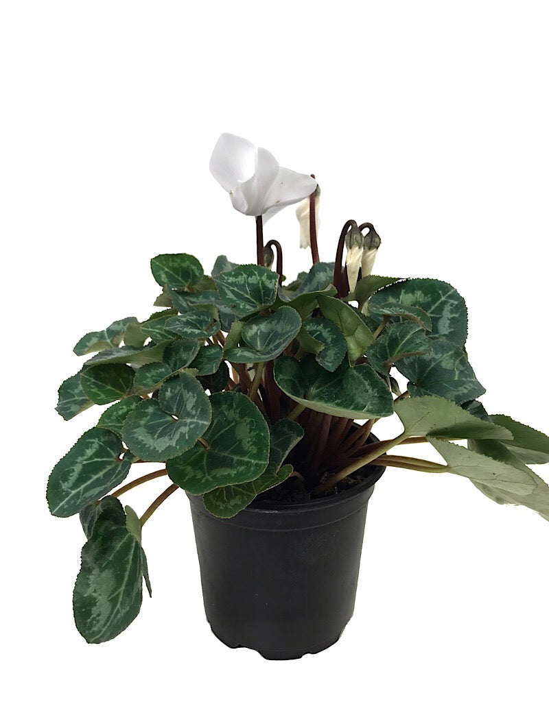 Cyclamen 'Laser Synchro White'  4 inch