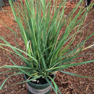 Cortaderia selloana 'Pumila Ivory Feathers' 1 Gallon