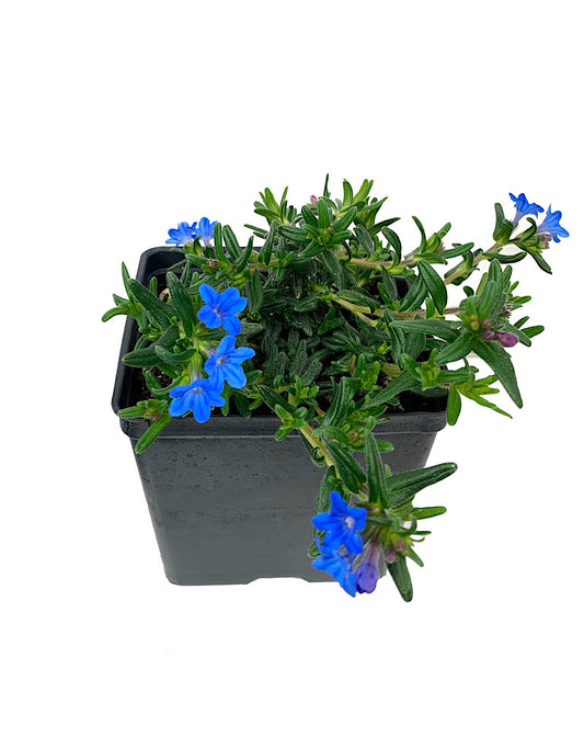 Lithodora diffusa 'Heavenly Blue'