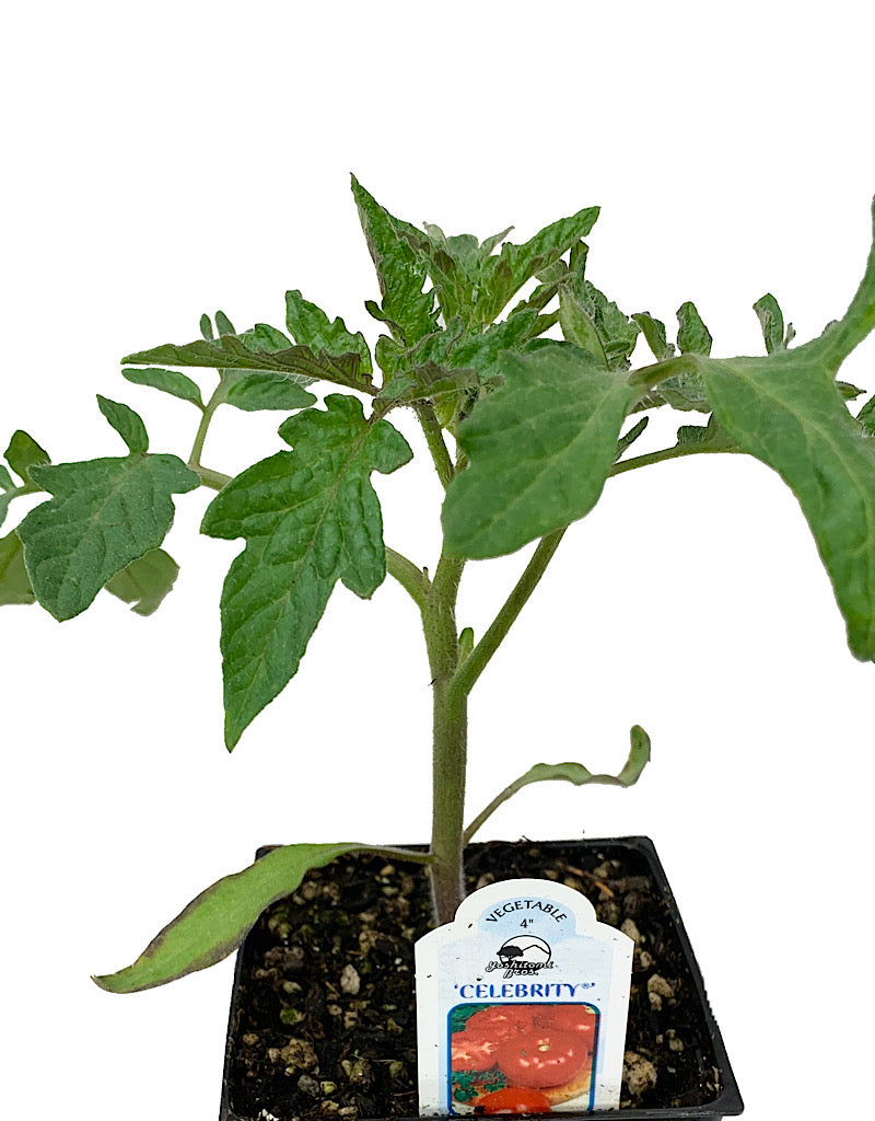 Tomato 'Celebrity' 4 Inch